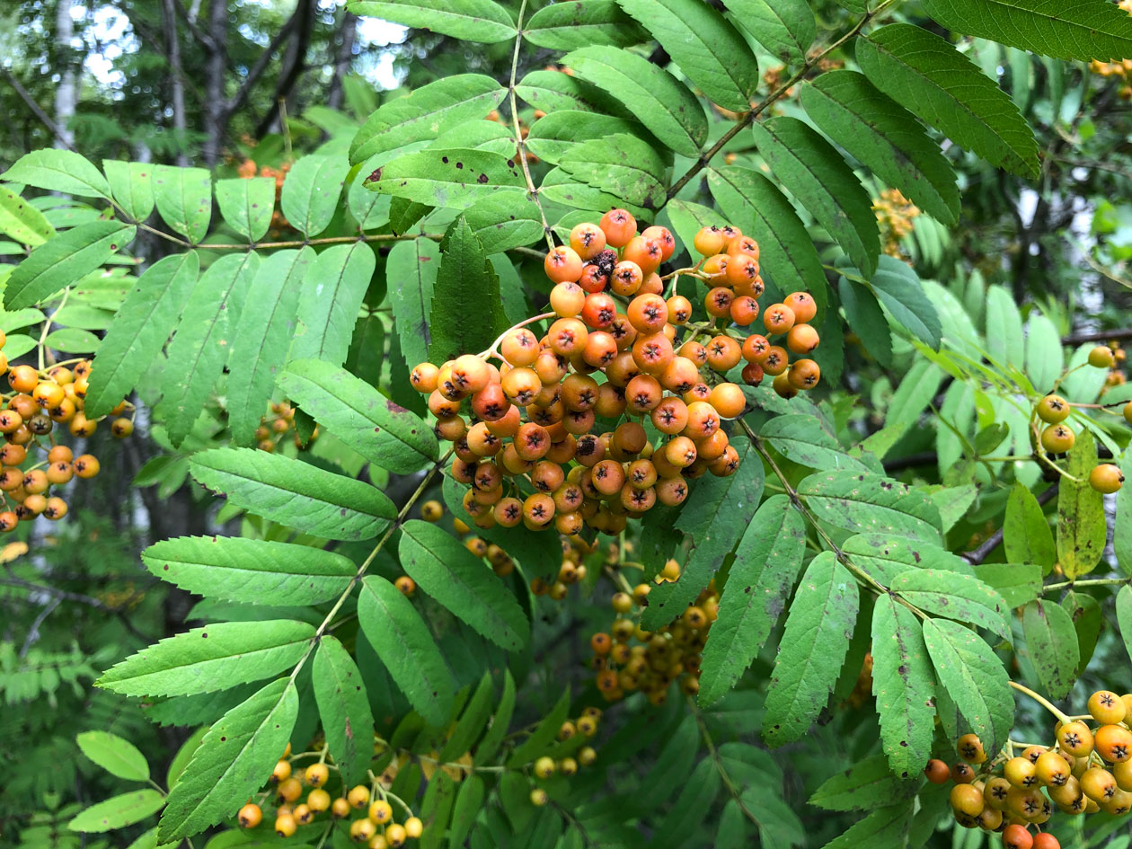 Image of Sorbus amurensis specimen.