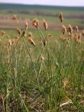 Carex stenophylla