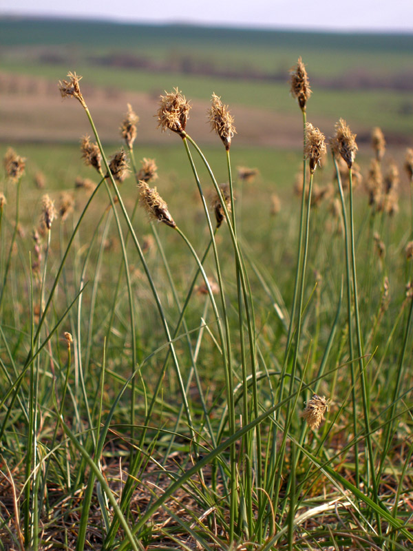 Image of Carex stenophylla specimen.