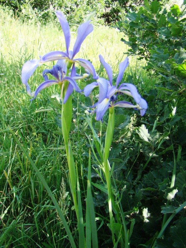 Image of Iris prilipkoana specimen.