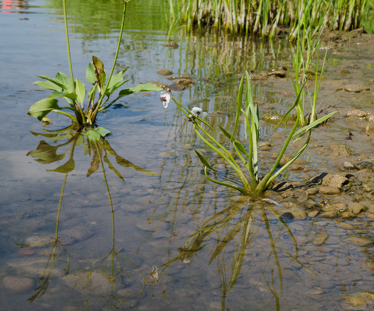 Изображение особи Sagittaria sagittifolia.