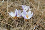 Crocus tauricus