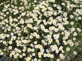 Anthemis ruthenica