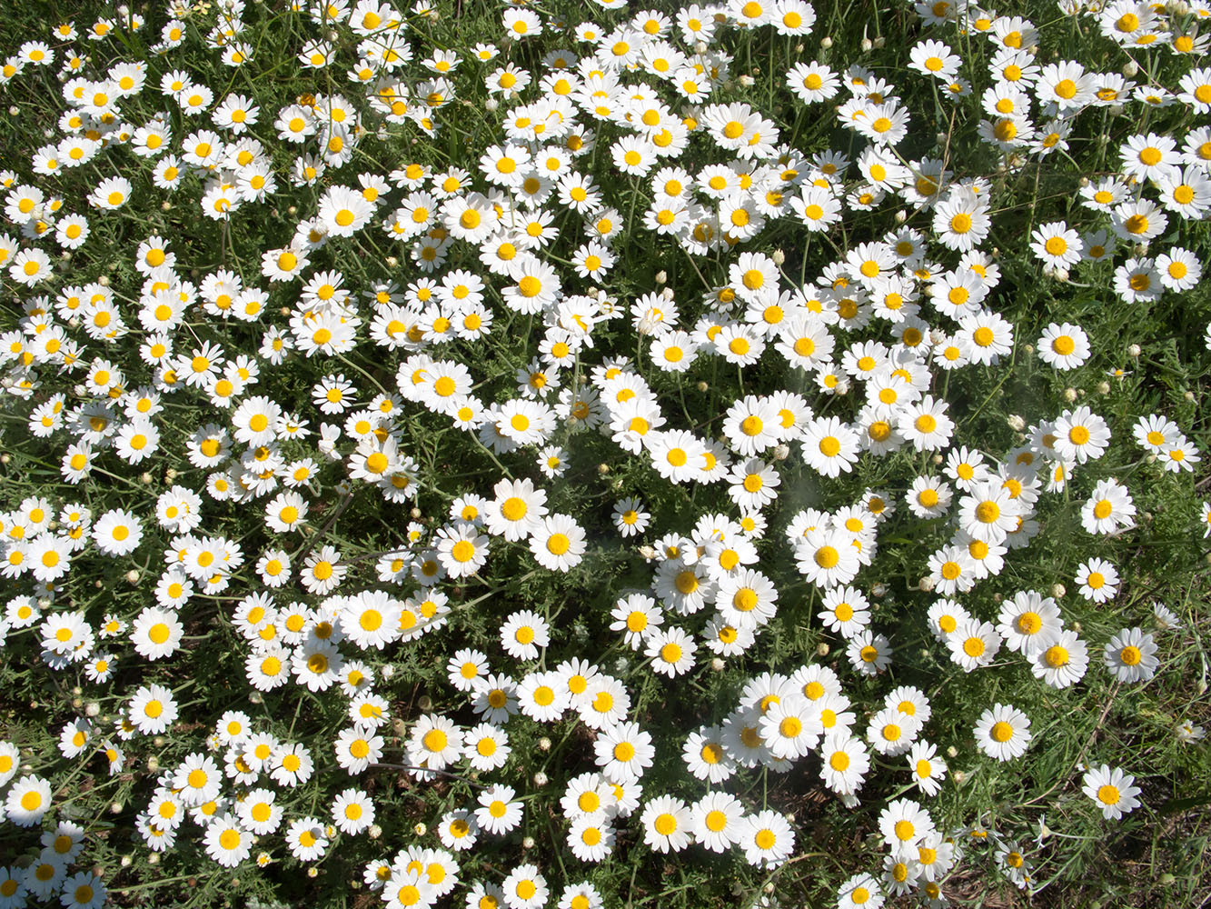 Image of Anthemis ruthenica specimen.