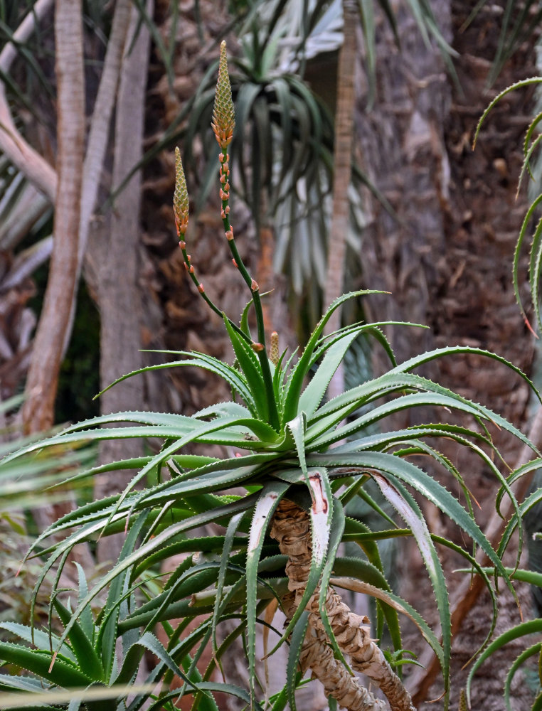 Image of Aloe arborescens specimen.