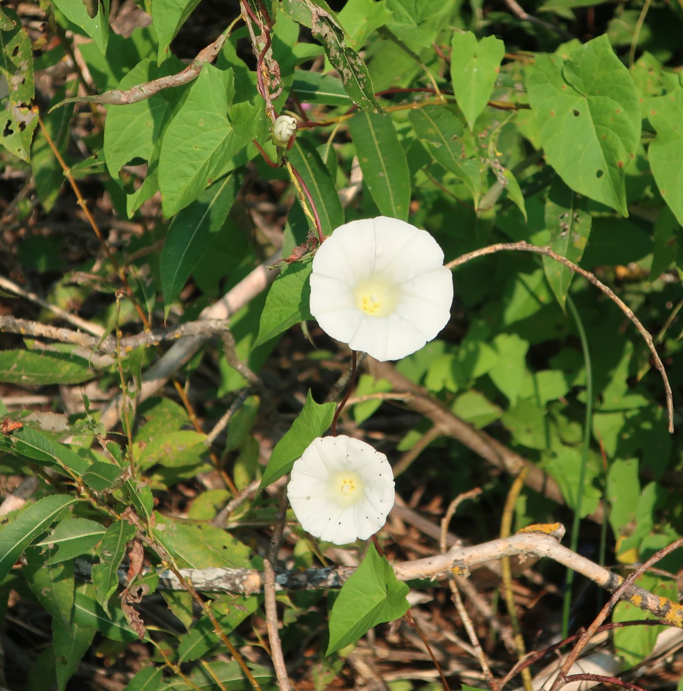 Image of Calystegia sepium specimen.