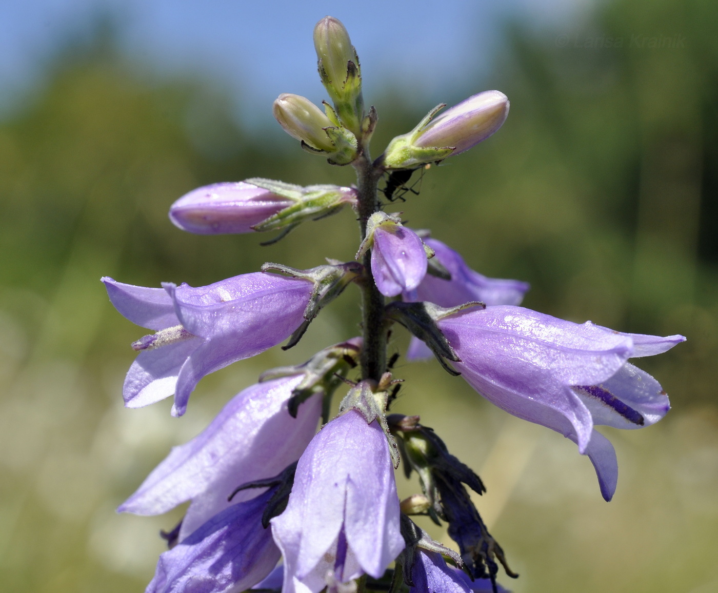 Image of Campanula ruthenica specimen.