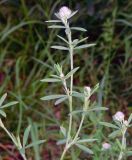 Trifolium arvense