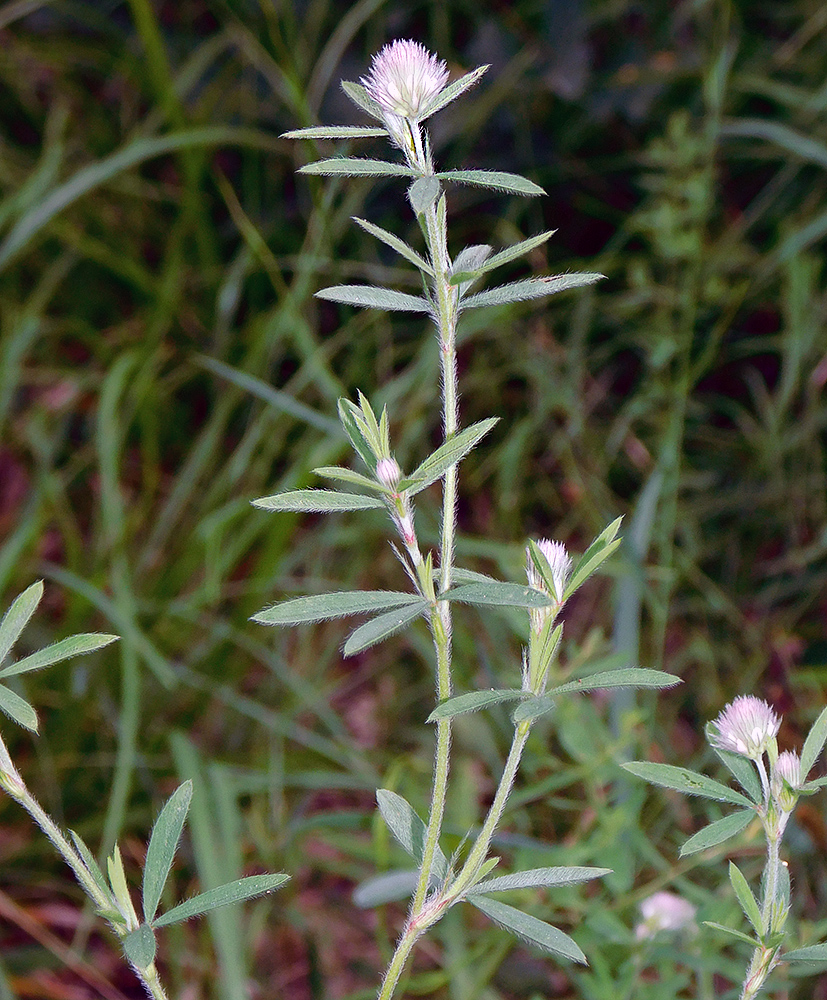 Изображение особи Trifolium arvense.