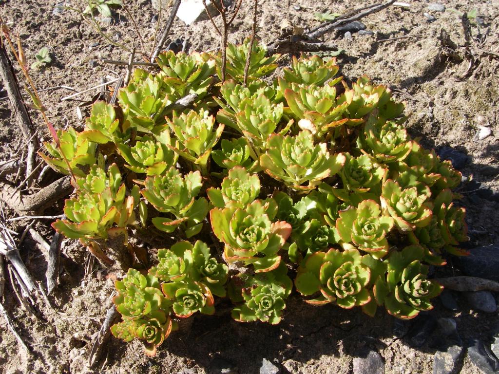 Image of Aizopsis hybrida specimen.