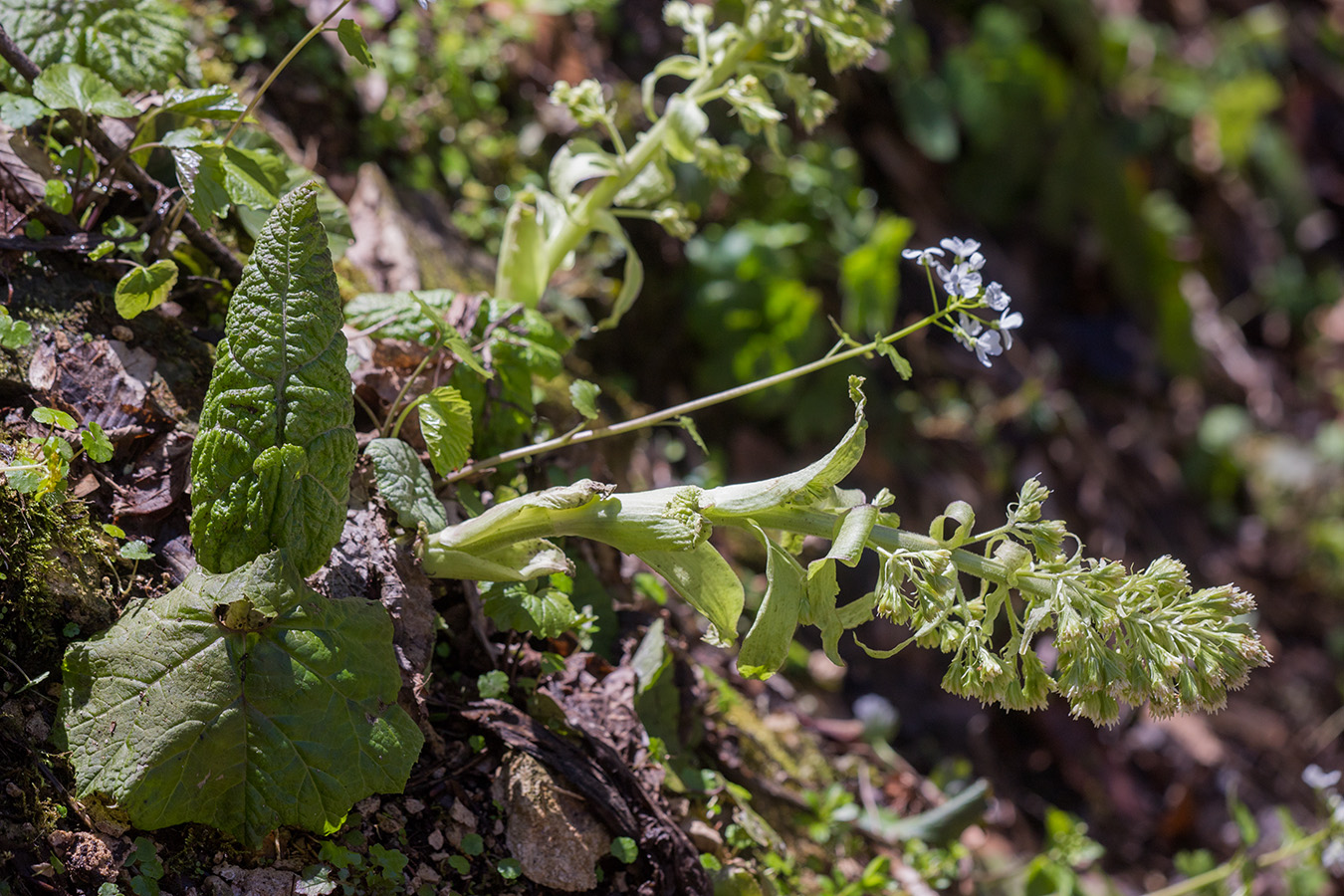 Image of Petasites albus specimen.