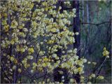 Salix aurita. Часть кроны цветущего растения. Московская обл., Раменский р-н, окр. ж.-д. платформы Хрипань, просека под ЛЭП. 11.05.2003.