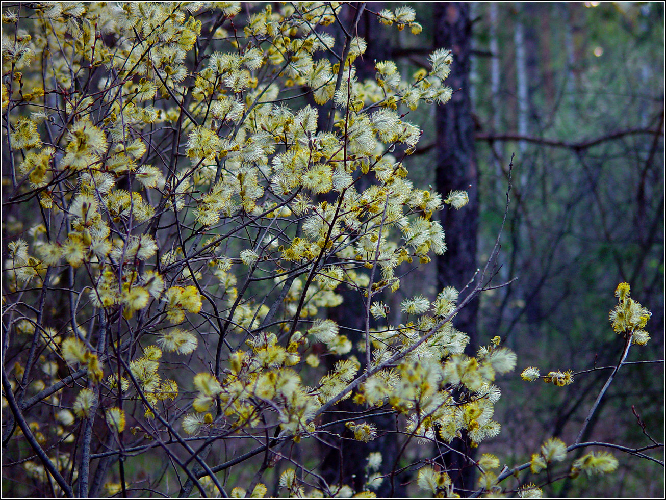 Image of Salix aurita specimen.