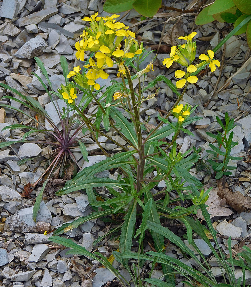 Изображение особи Erysimum callicarpum.