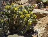 Euphorbia caerulescens. Цветущее растение. Испания, автономное сообщество Каталония, провинция Жирона, комарка Баш-Эмпорда, муниципалитет Палафружель, ботанический сад \"Кап-Роч\". 04.06.2023.