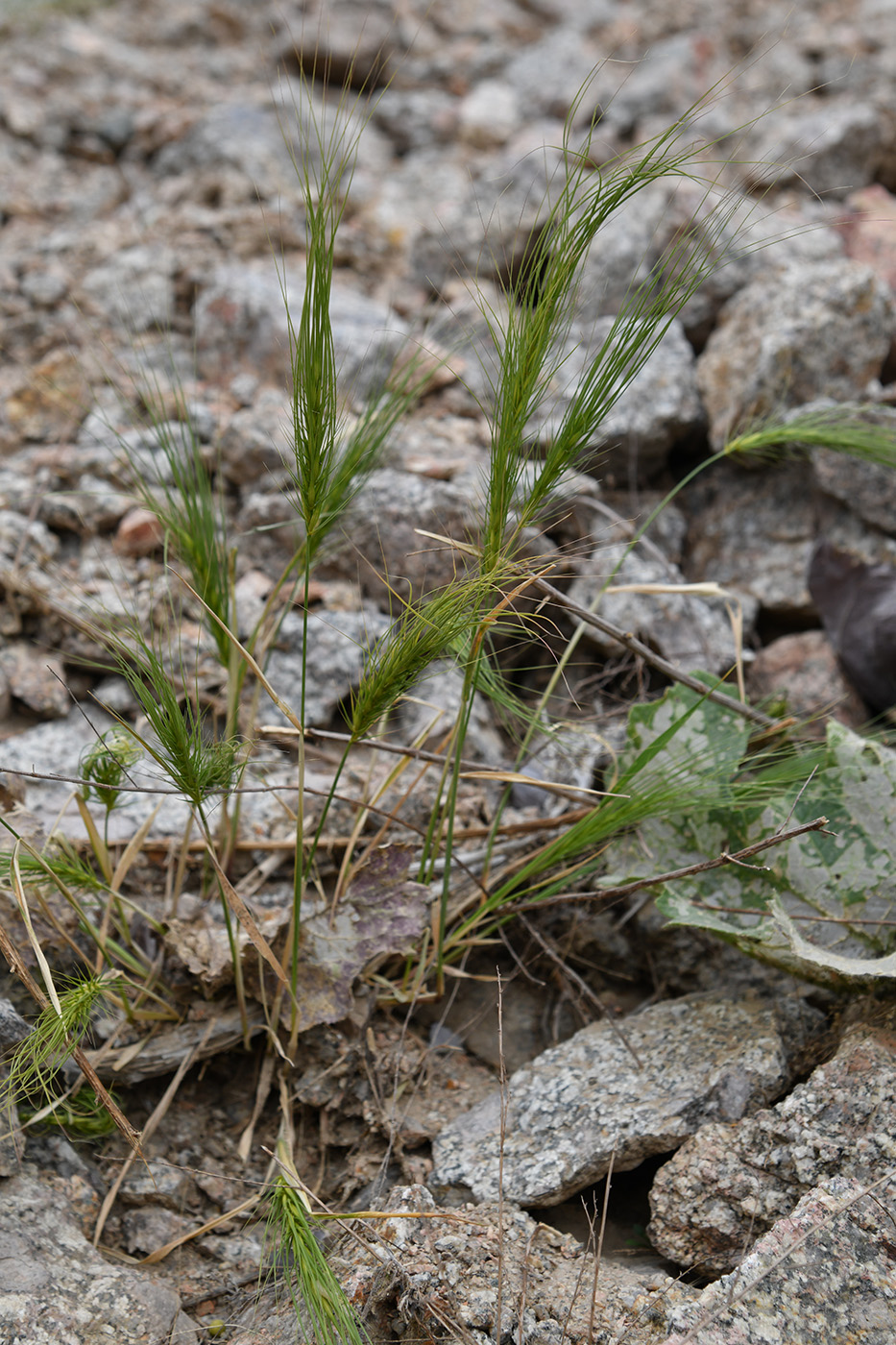 Image of Taeniatherum crinitum specimen.