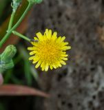 Sonchus oleraceus