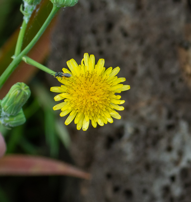 Изображение особи Sonchus oleraceus.