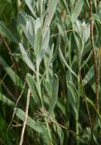Galatella villosa