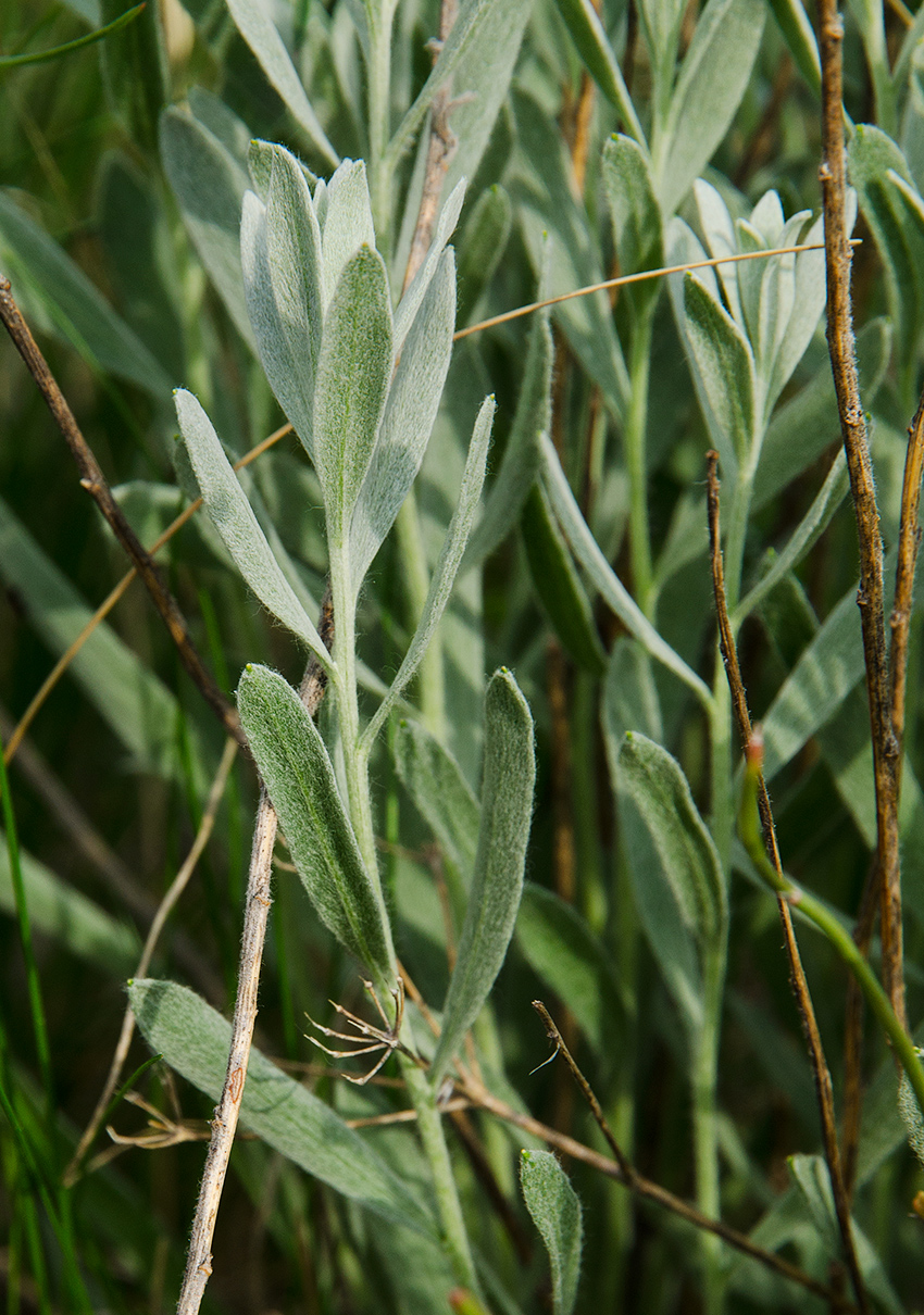 Image of Galatella villosa specimen.