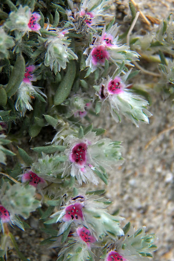 Image of Polygonum paronychioides specimen.