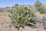 Astragalus vulpinus