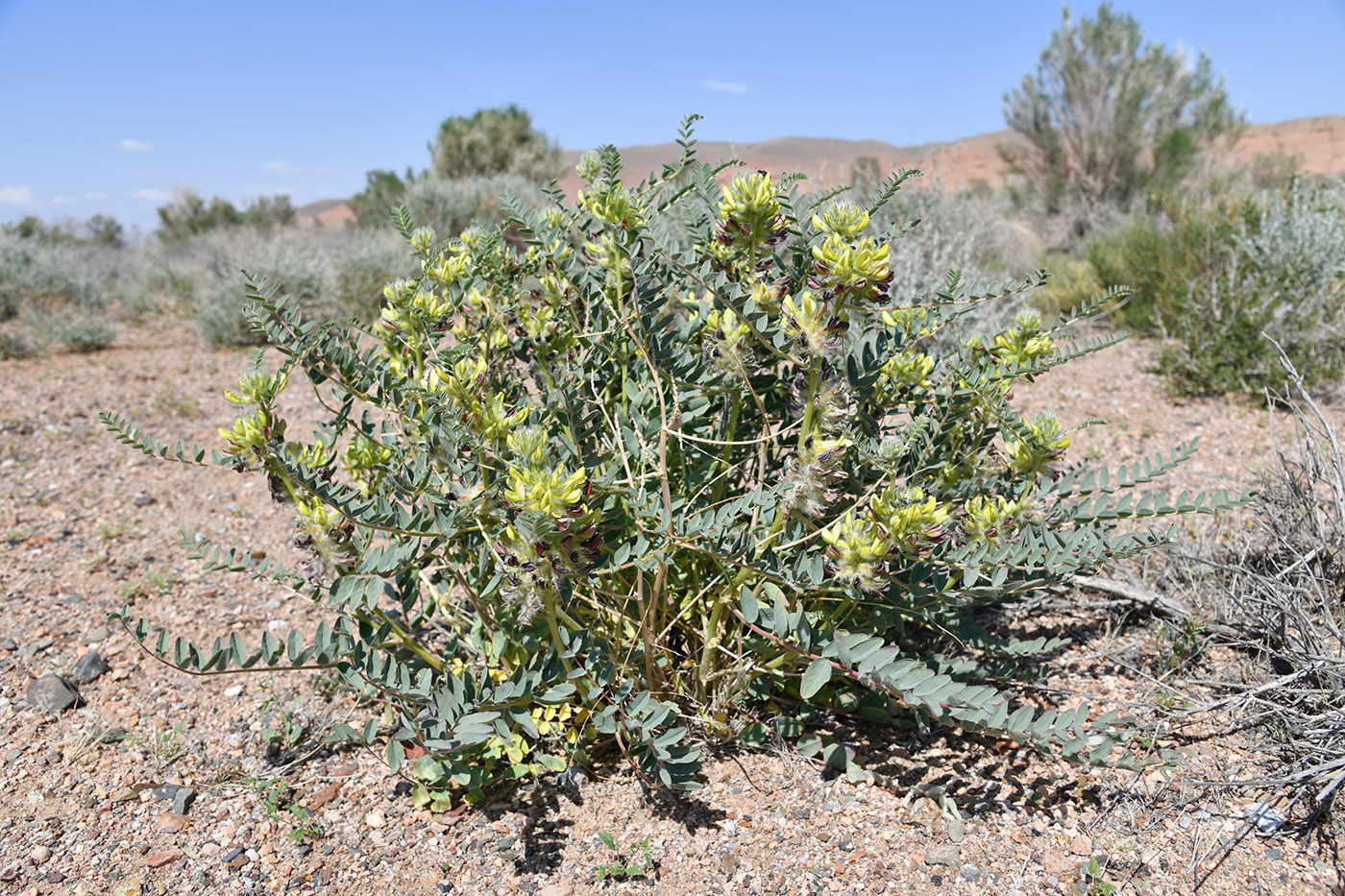 Image of Astragalus vulpinus specimen.