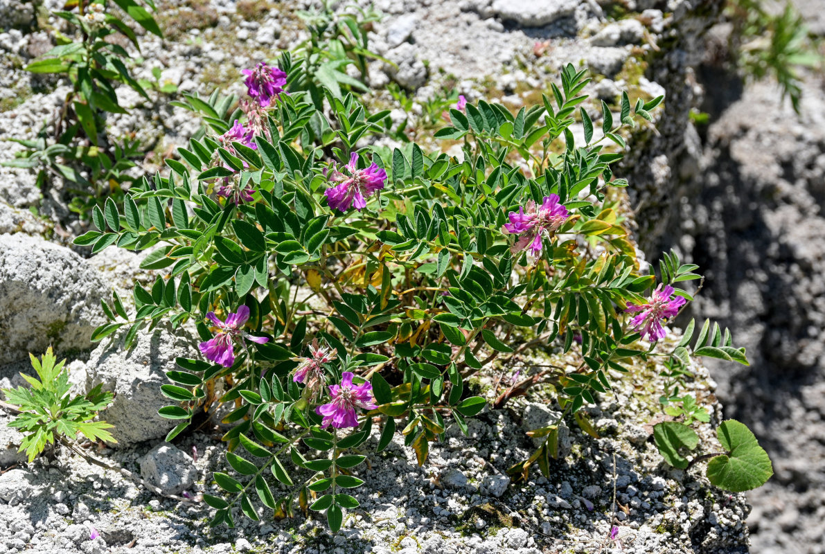 Image of Hedysarum nonnae specimen.