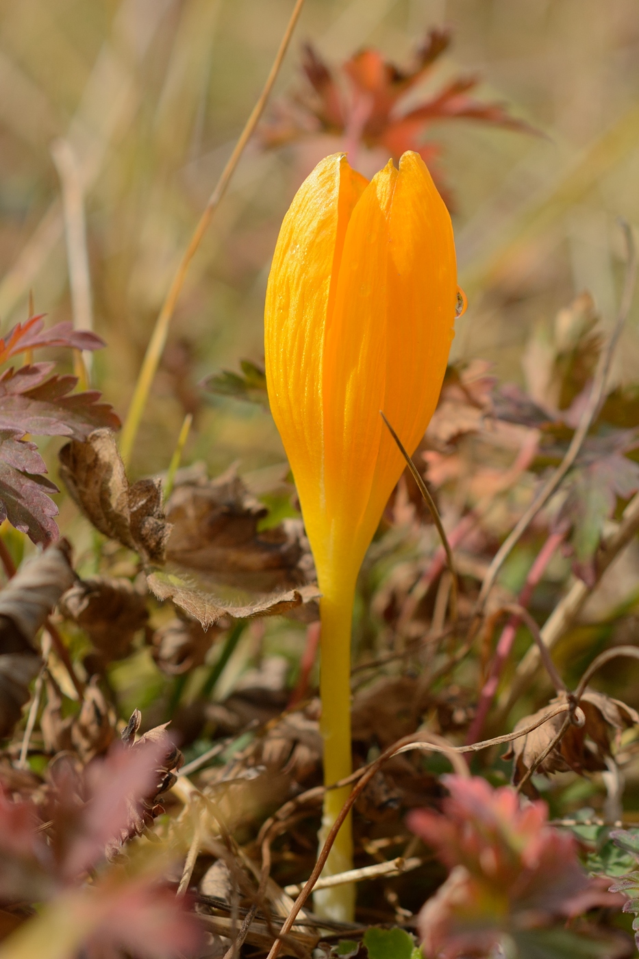 Image of Crocus scharojanii specimen.