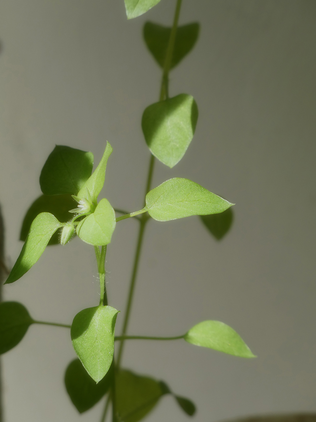 Image of Stellaria media specimen.