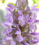 Dactylorhiza incarnata