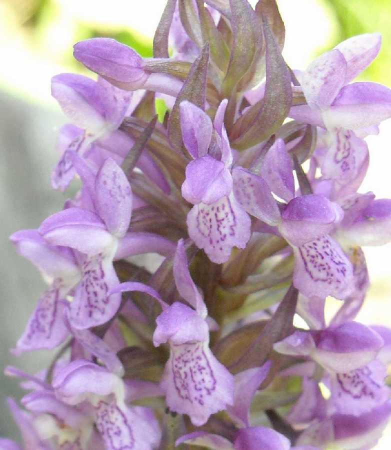 Image of Dactylorhiza incarnata specimen.