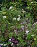 Scabiosa ochroleuca. Цветущее растение в сообществе с Salvia verticillata. Чечня, Веденский р-н, ущелье р. Хулхулау, каменистый участок лугового склона. 25.07.2022.