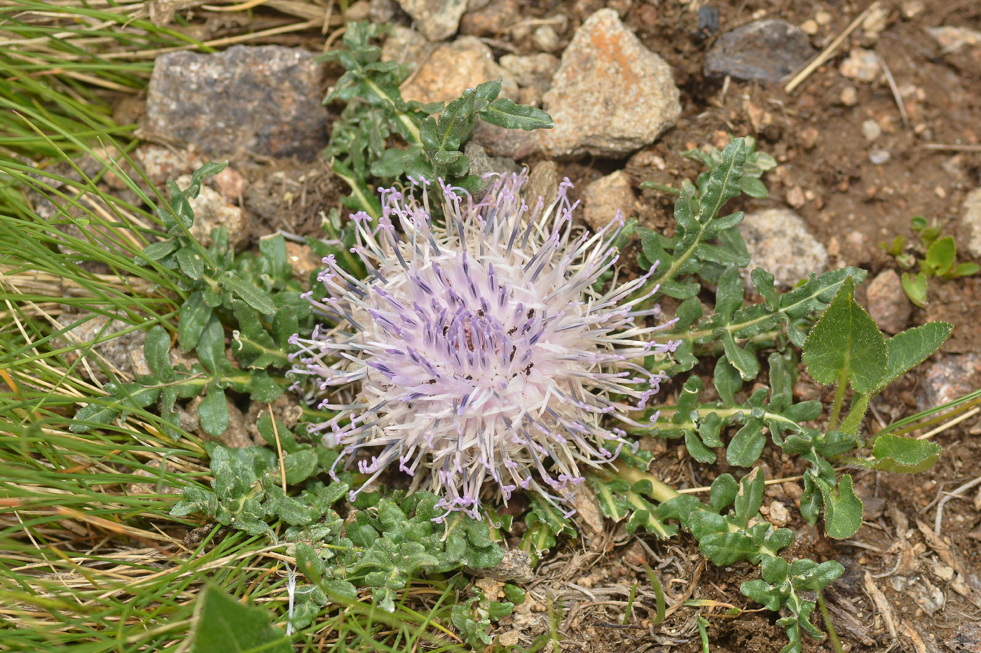 Image of Jurinella subacaulis specimen.