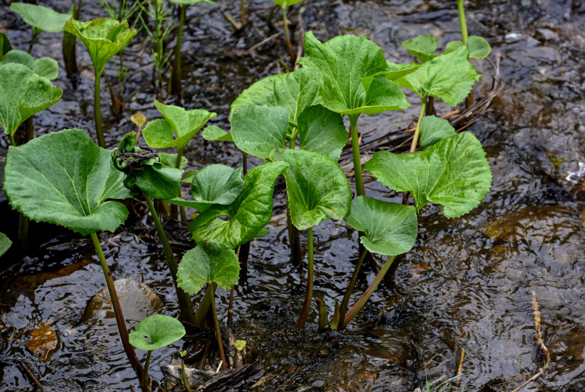 Изображение особи Petasites radiatus.