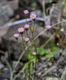 Erigeron acris. Верхушки побегов с соцветиями. Красноярский край, Таймырский Долгано-Ненецкий р-н, плато Путорана, водопад Брат, каменистый берег реки. 24.07.2023.