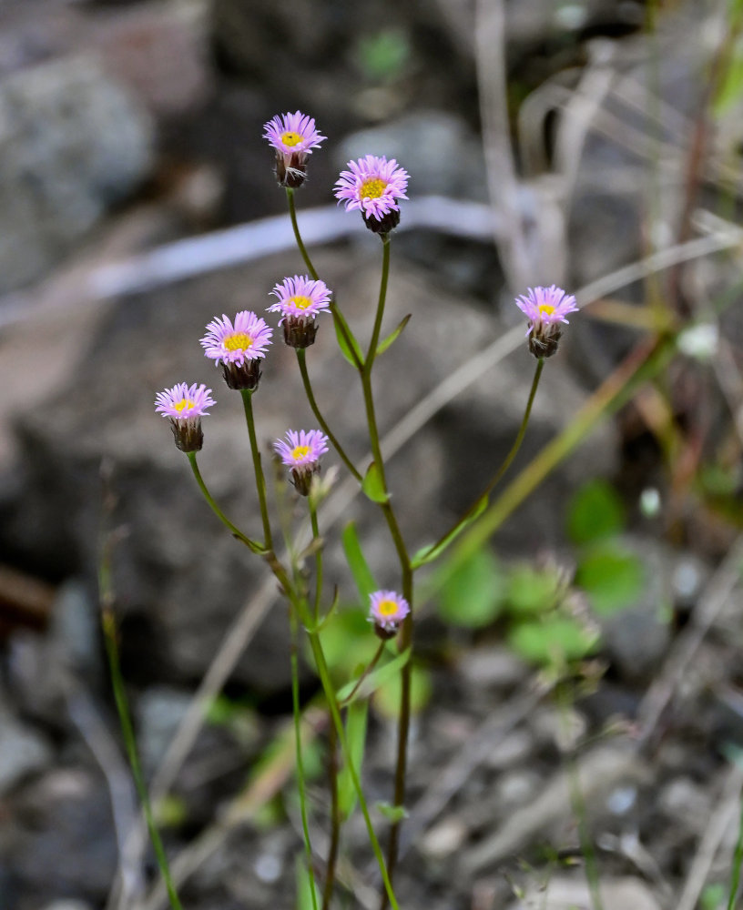 Image of Erigeron acris specimen.