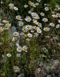 Leucanthemum vulgare