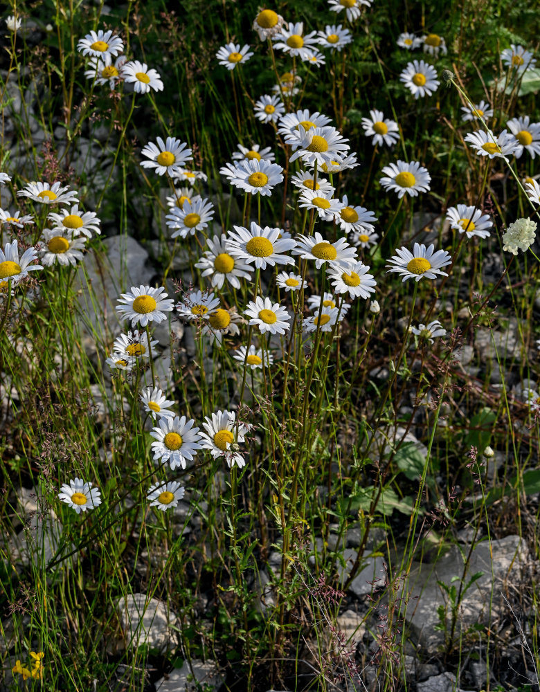Image of Leucanthemum vulgare specimen.