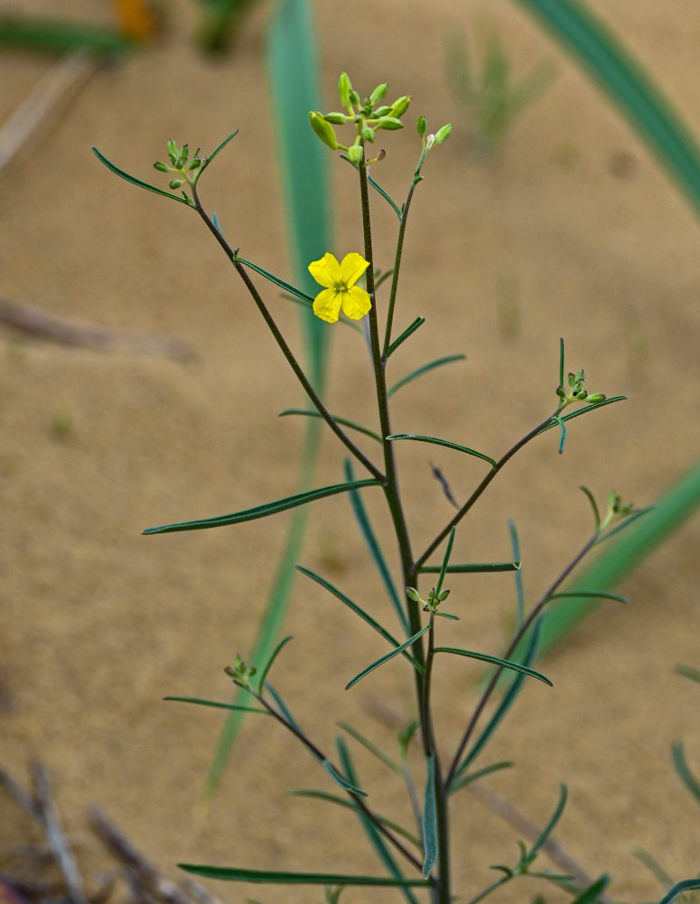 Image of Syrenia siliculosa specimen.