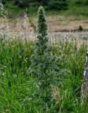 Echium biebersteinii