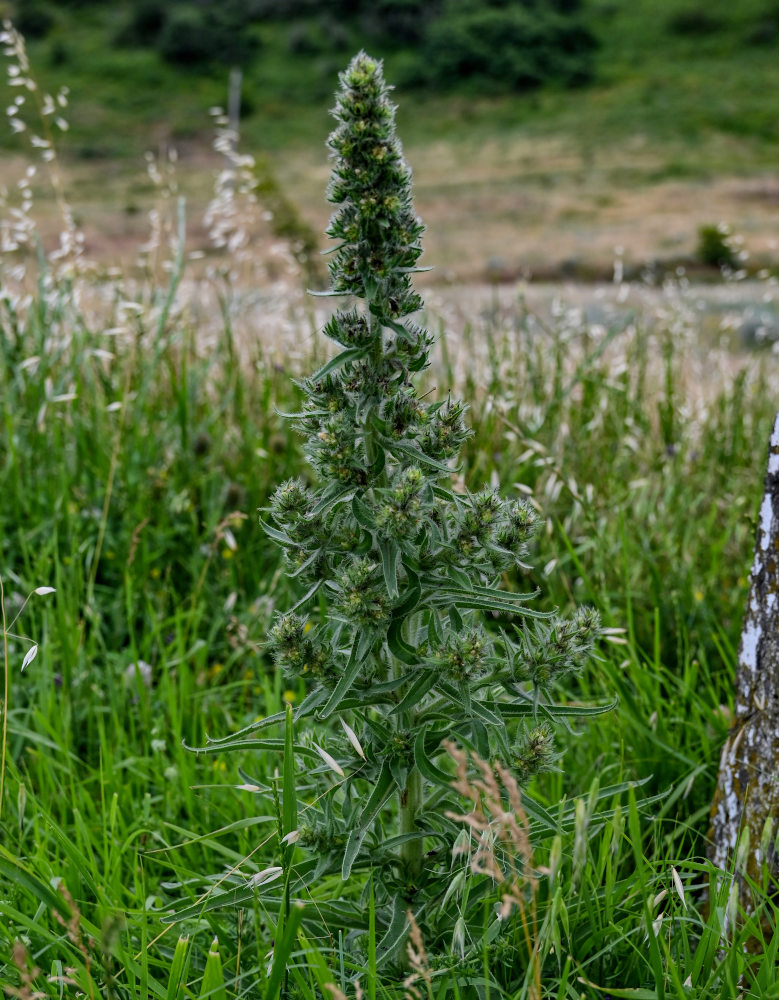 Изображение особи Echium biebersteinii.