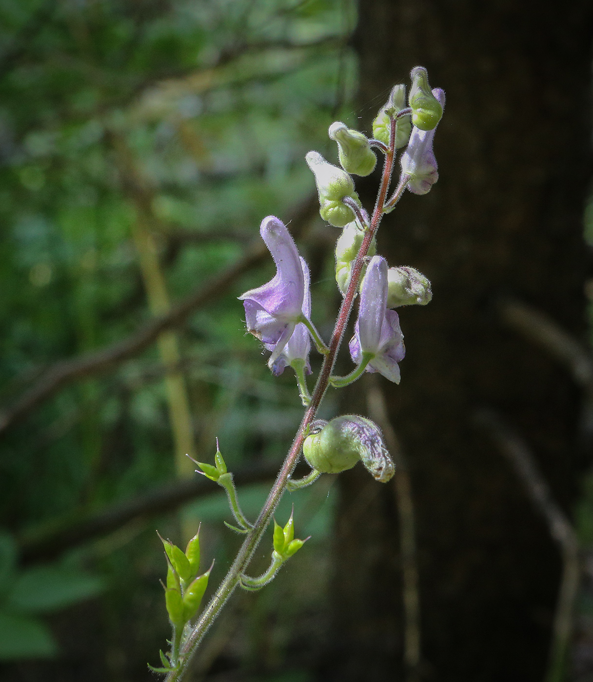 Изображение особи Aconitum septentrionale.