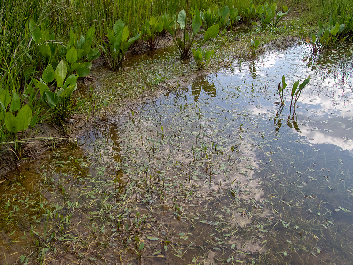 Image of genus Potamogeton specimen.