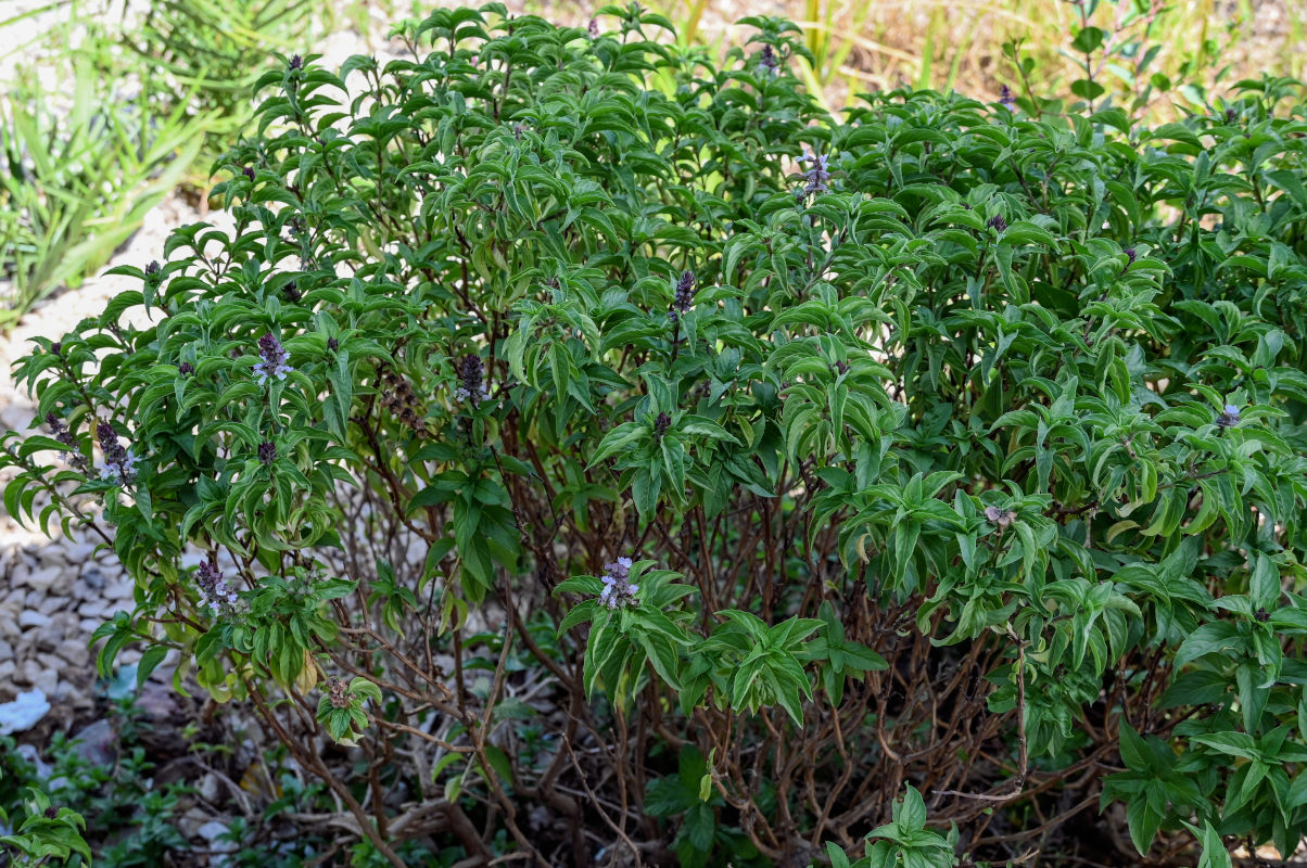 Image of Ocimum basilicum specimen.