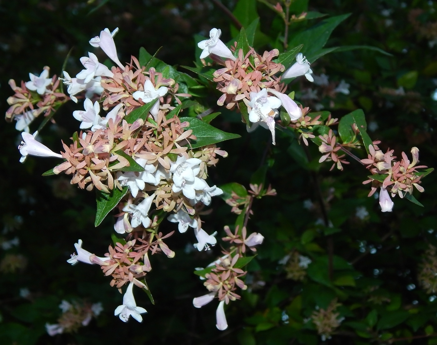 Изображение особи Abelia × grandiflora.