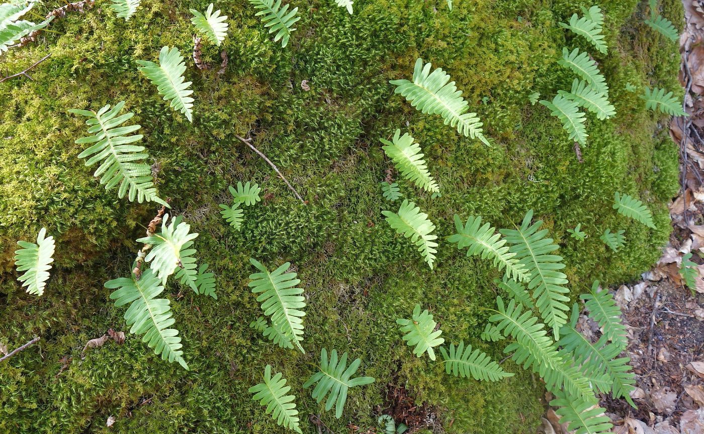 Image of Polypodium vulgare specimen.