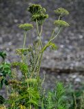 Conioselinum chinense. Верхушка плодоносящего растения. Сахалин, Корсаковский гор. округ, оз. Буссе, приморский луг. 26.08.2022.