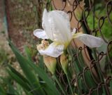 genus Iris. Цветок. Абхазия, Гагрский р-н, с. Лдзаа, озеленение. 11.04.2024.