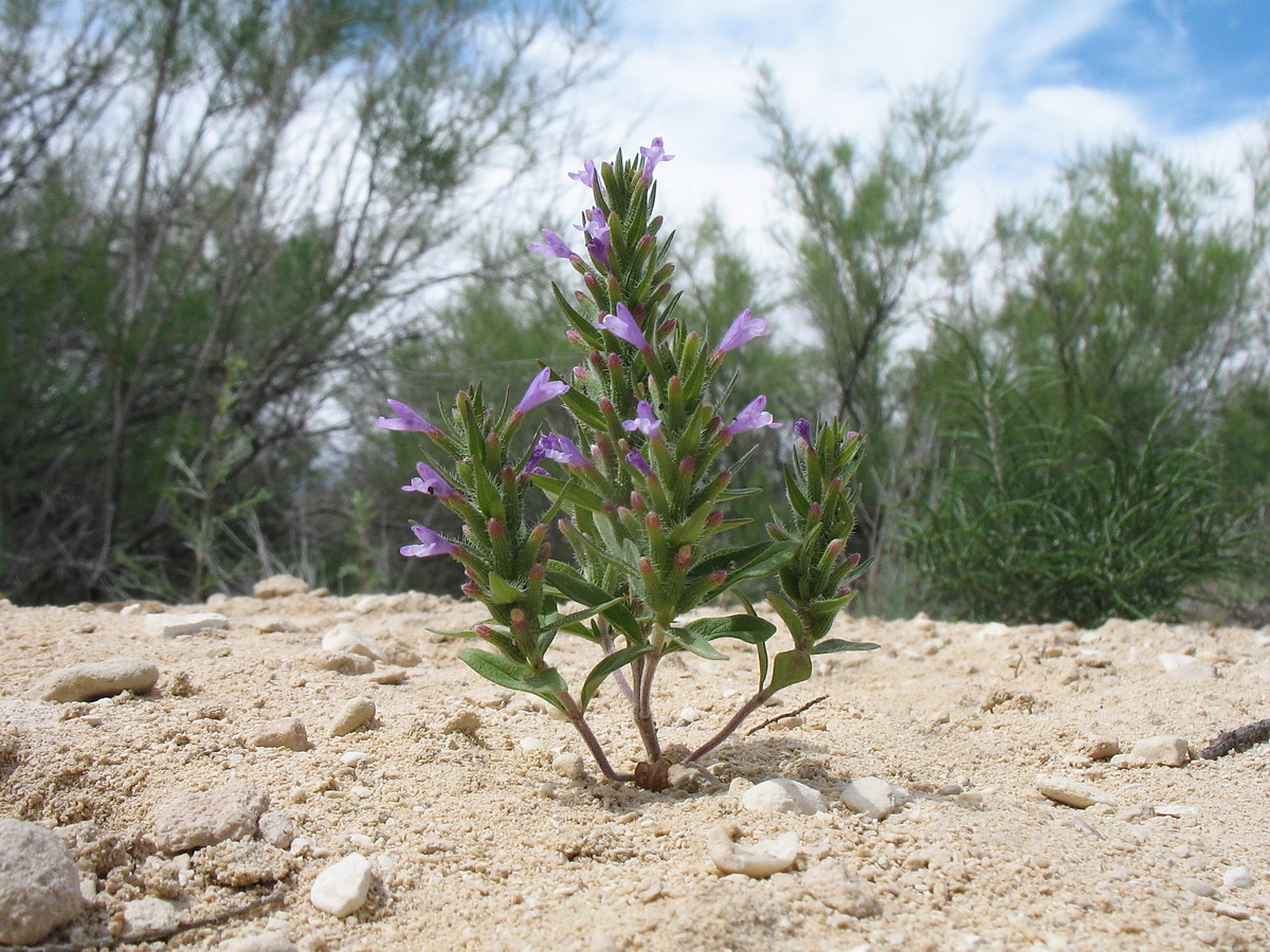 Image of Ziziphora tenuior specimen.